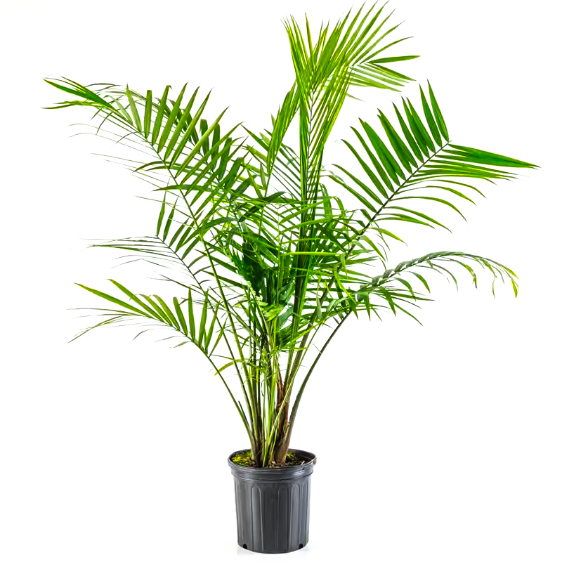 Potted Palm - 12" (4-5')
