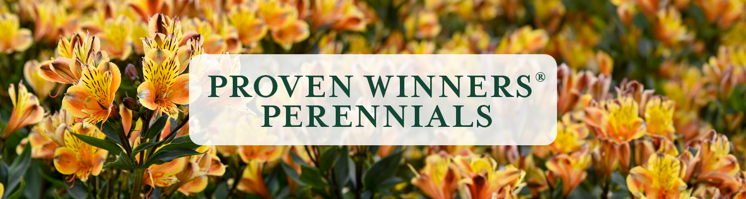 Proven Winners Perennials