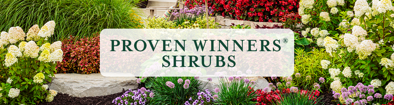 Proven Winners Shrubs