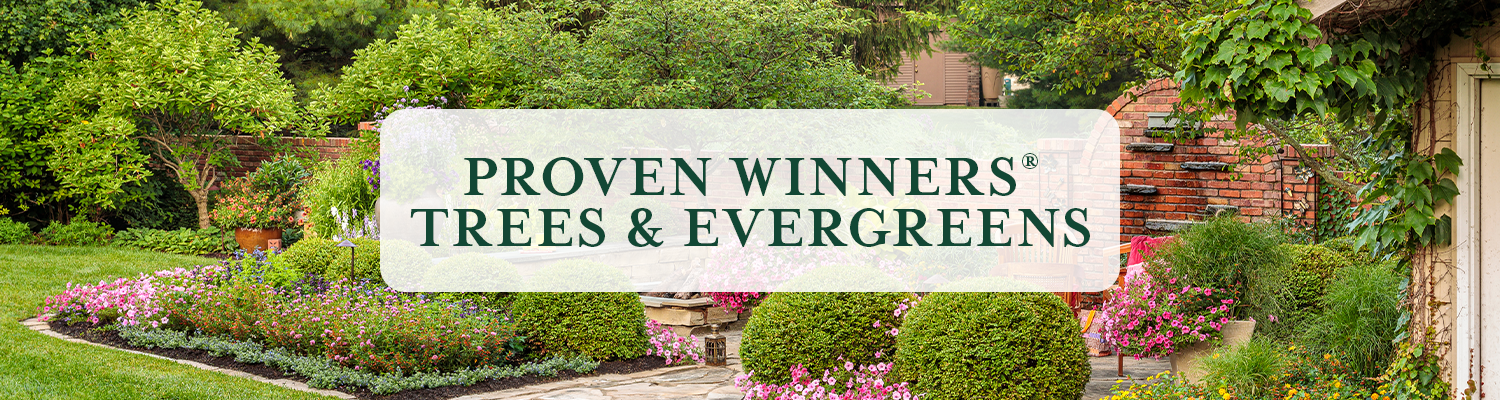 Proven Winners Trees & Evergreens