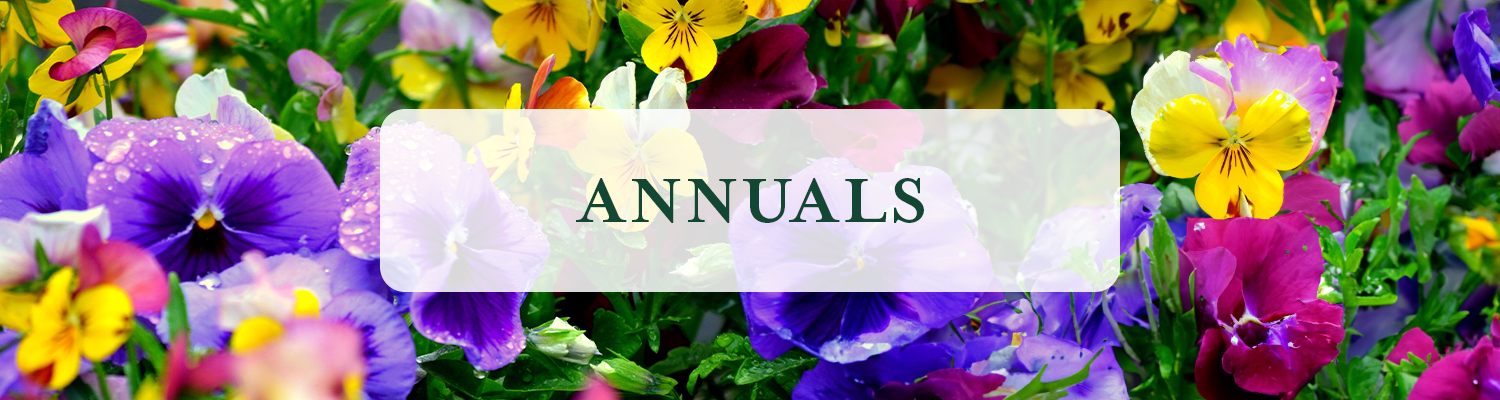 Annuals