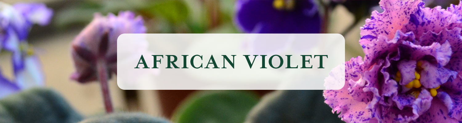 African Violet