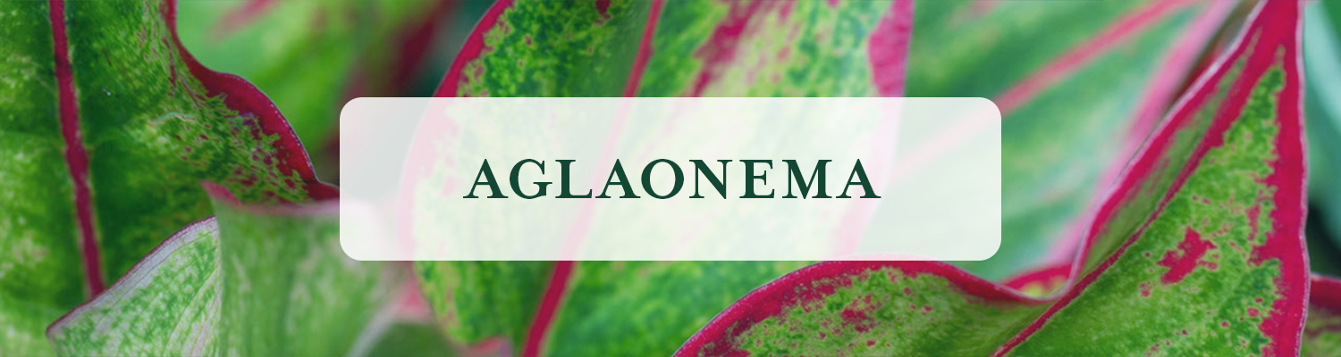 Aglaonema