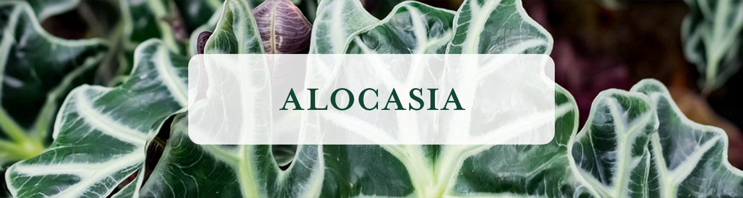 Alocasia