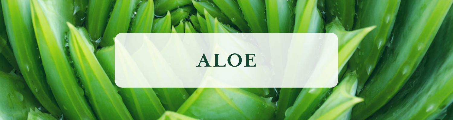 Aloe