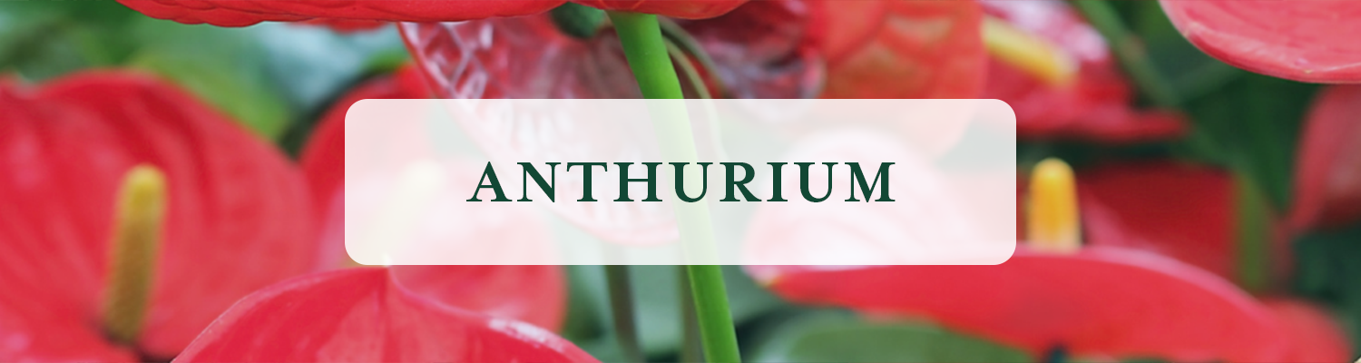 Anthurium