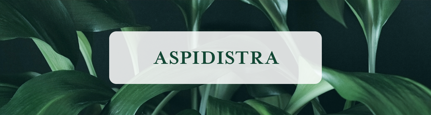 Aspidistra