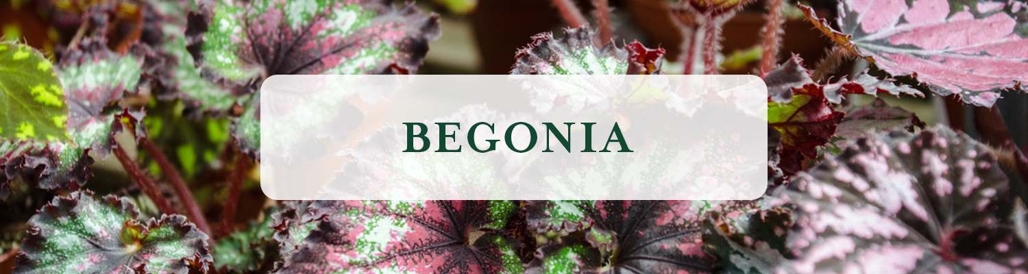 Begonia