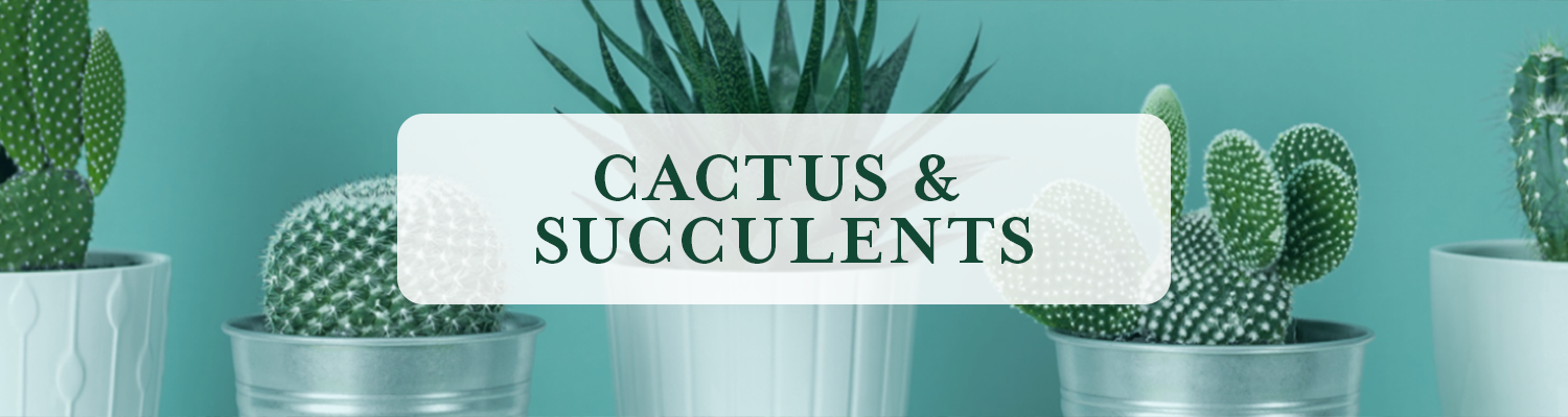 Cactus & Succulents