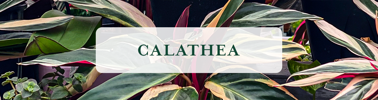 Calathea