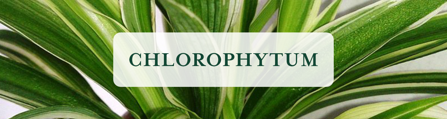 Chlorophytum (Spider)