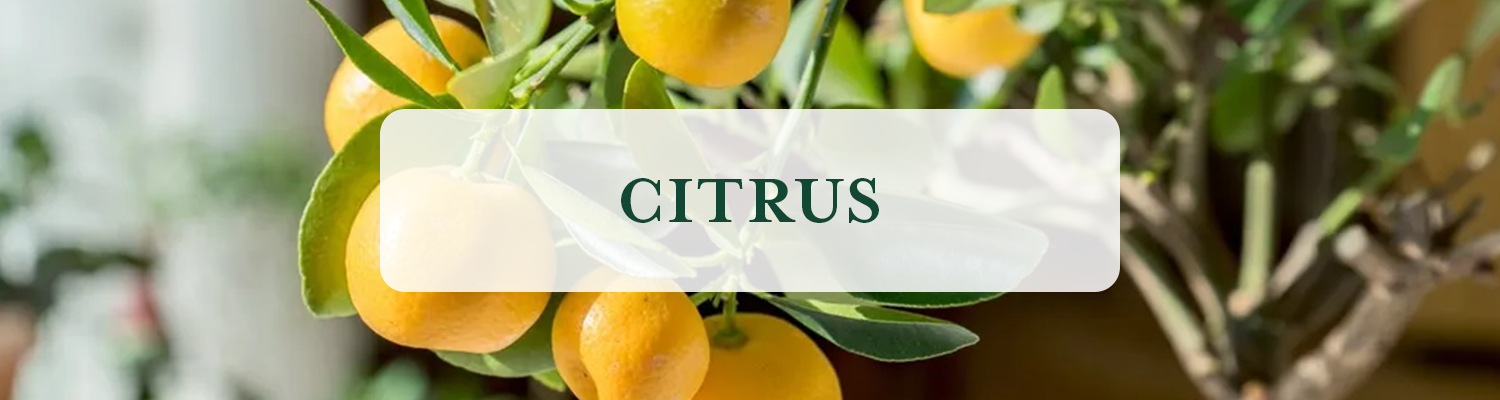 Citrus