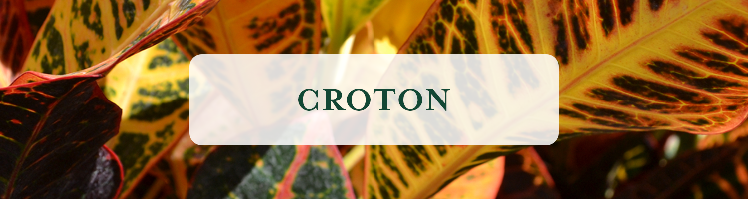 Croton