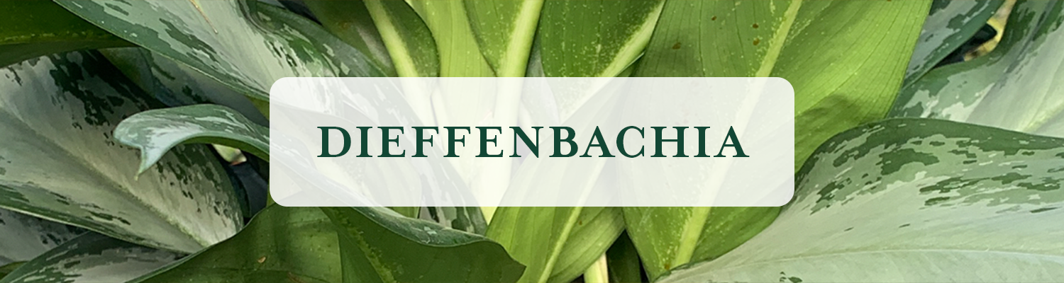 Dieffenbachia