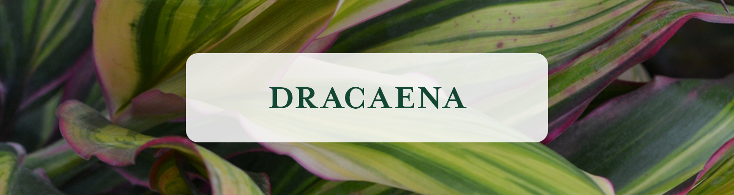 Dracaena