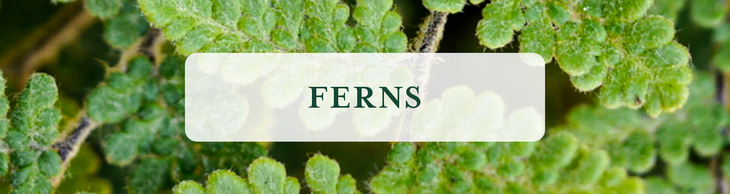 Ferns