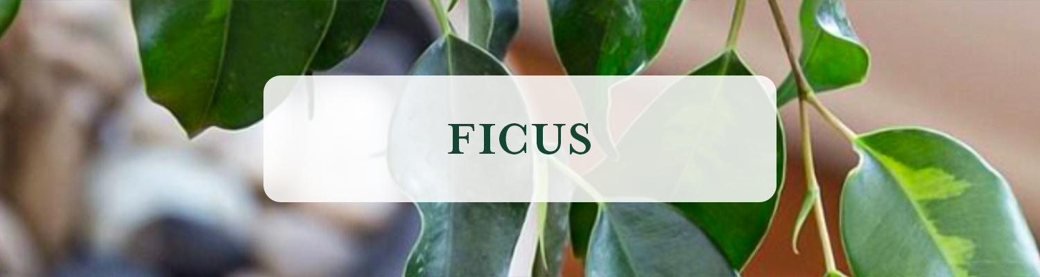 Ficus