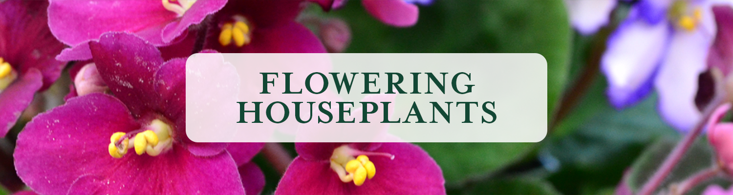 Flowering Houseplants