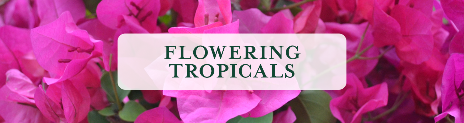 Flowering Tropical Houseplants