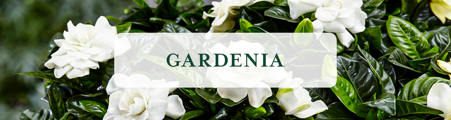 Gardenia