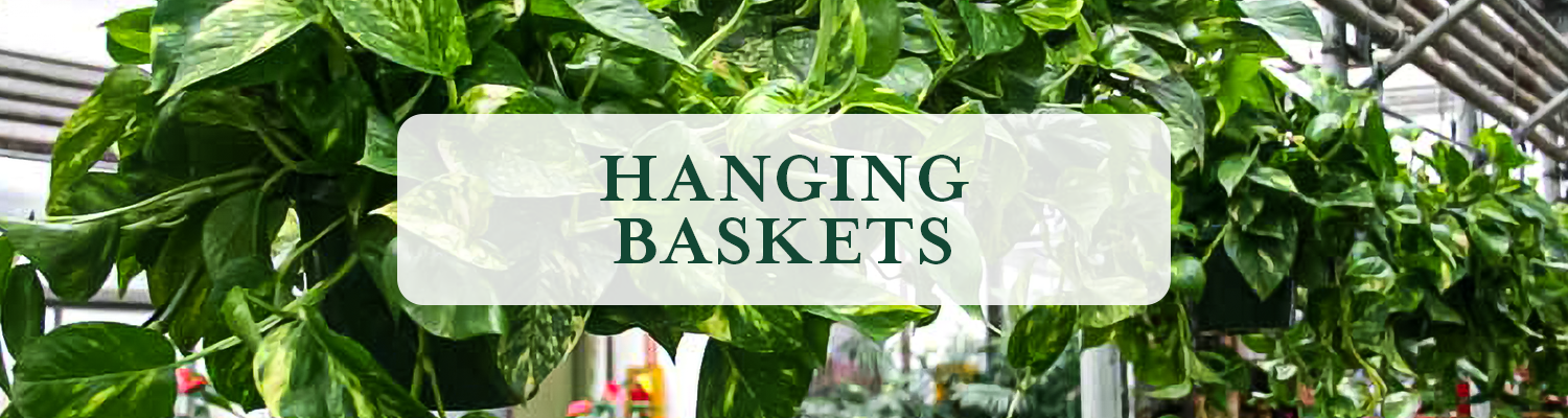 Hanging Baskets