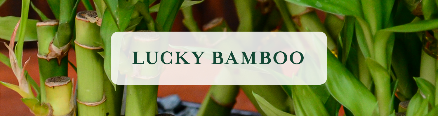 Lucky Bamboo