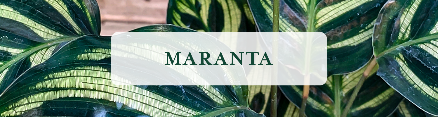 Maranta