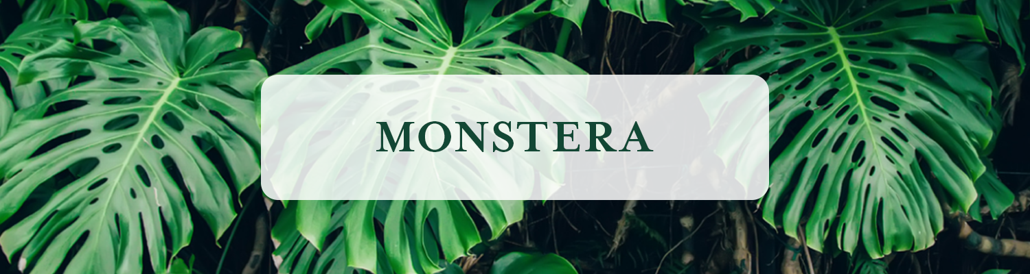 Monstera