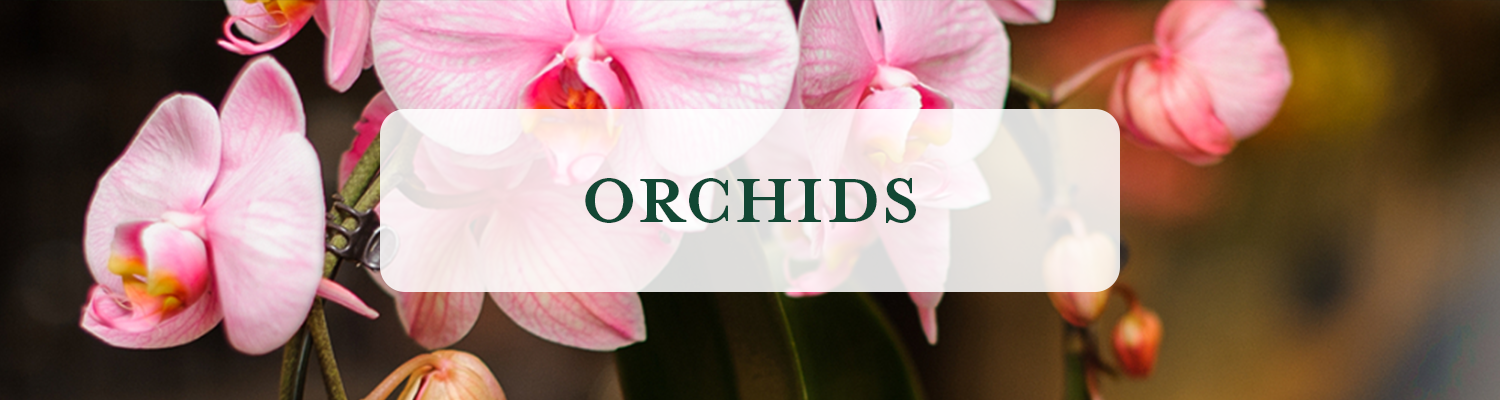 Orchid