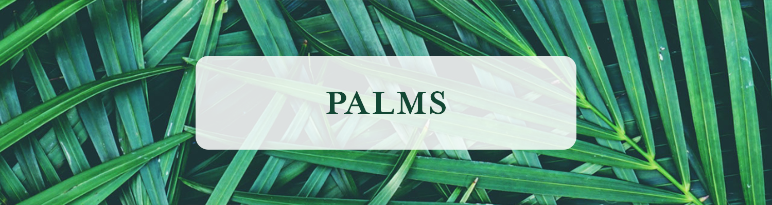 Palm