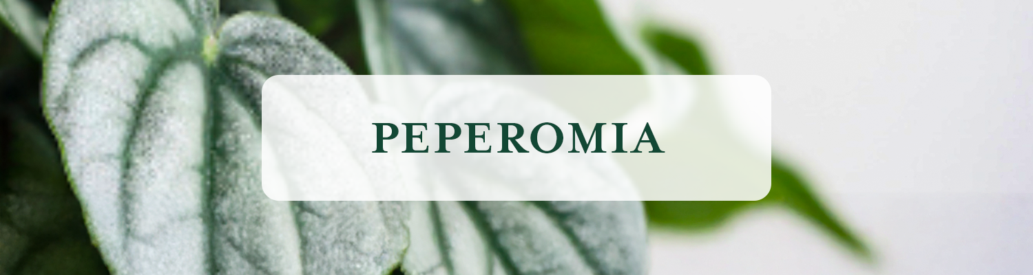 Peperomia