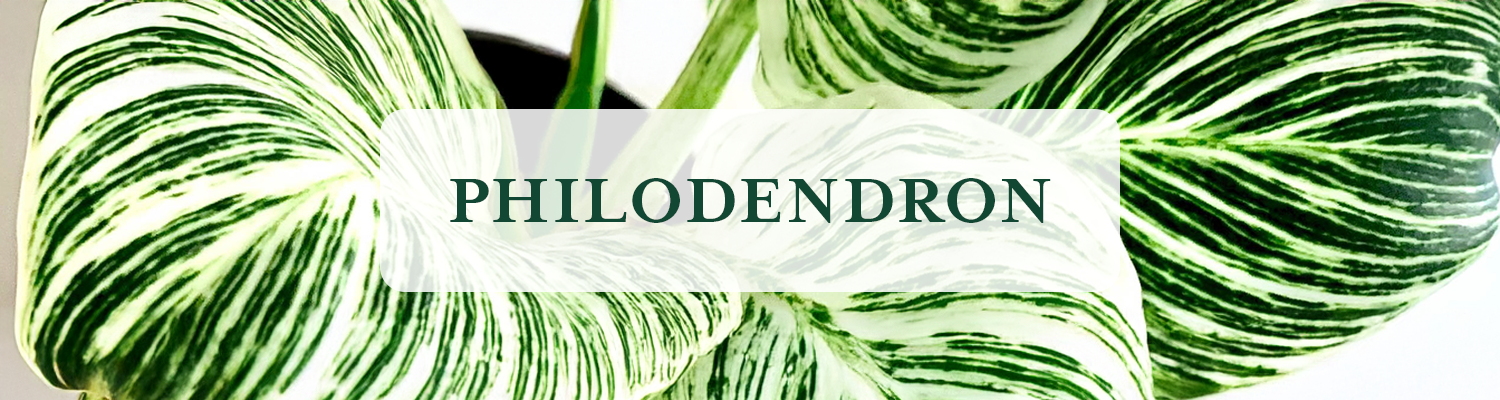 Philodendron