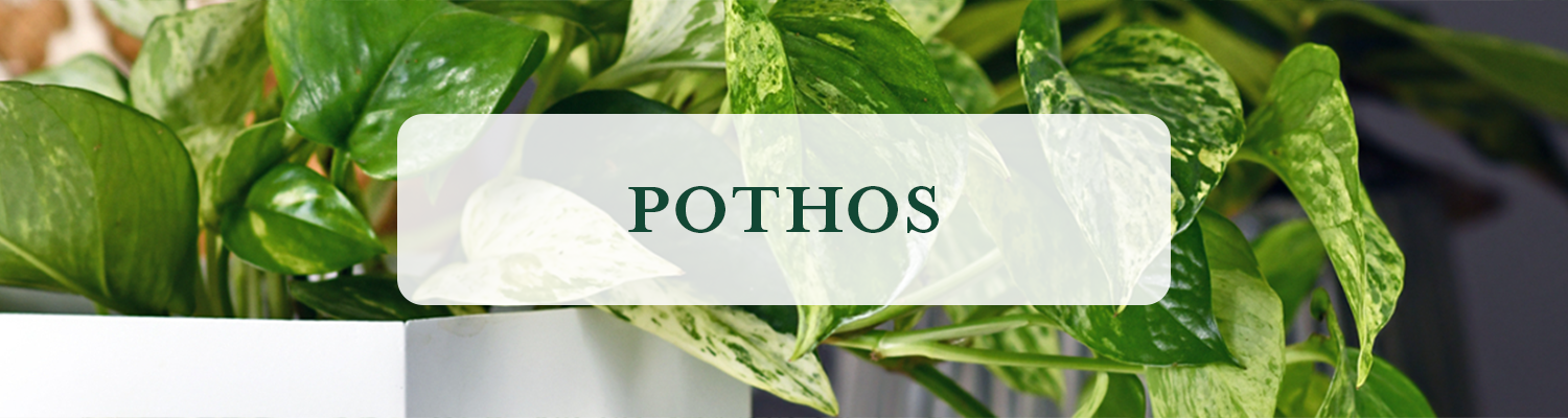 Pothos