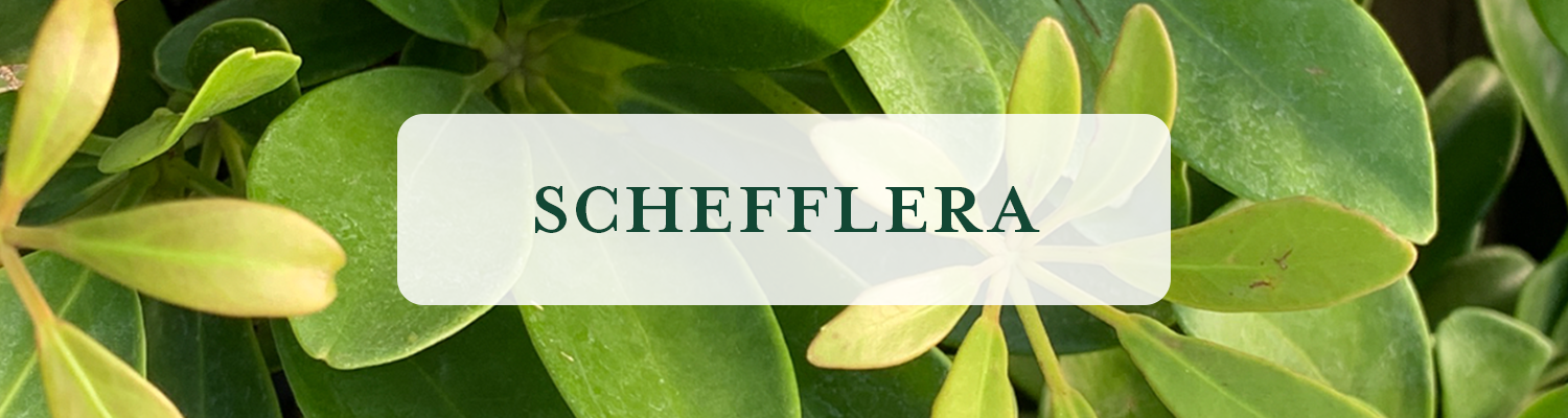 Schefflera