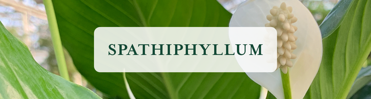 Spathiphyllum