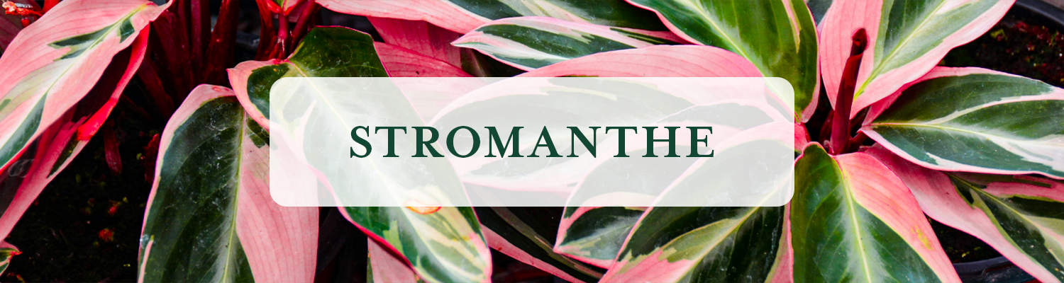 Stromanthe