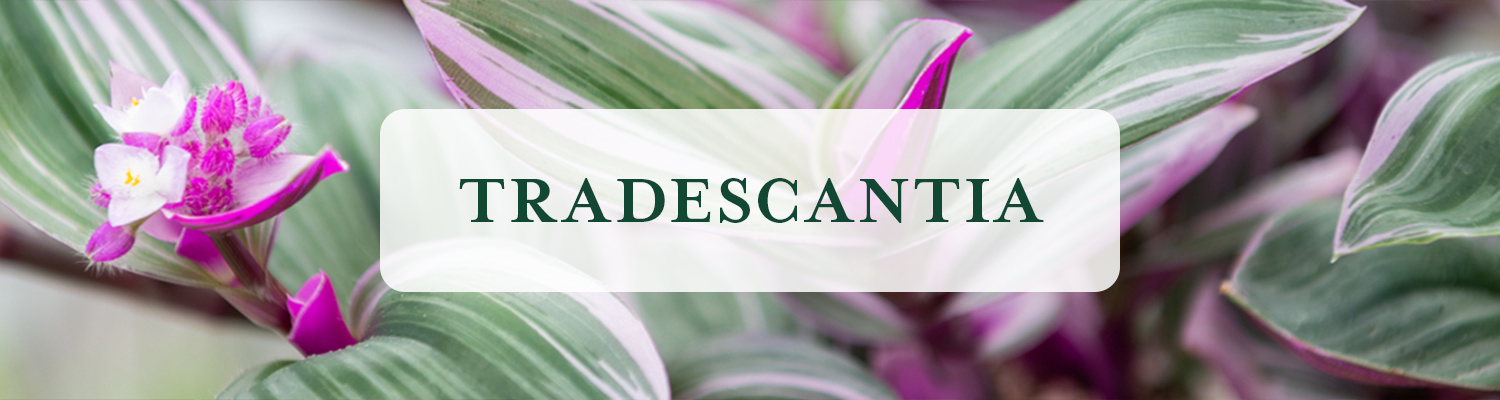 Tradescantia