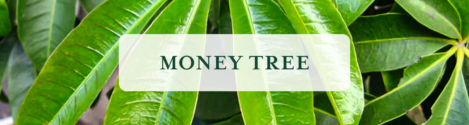 Money Tree