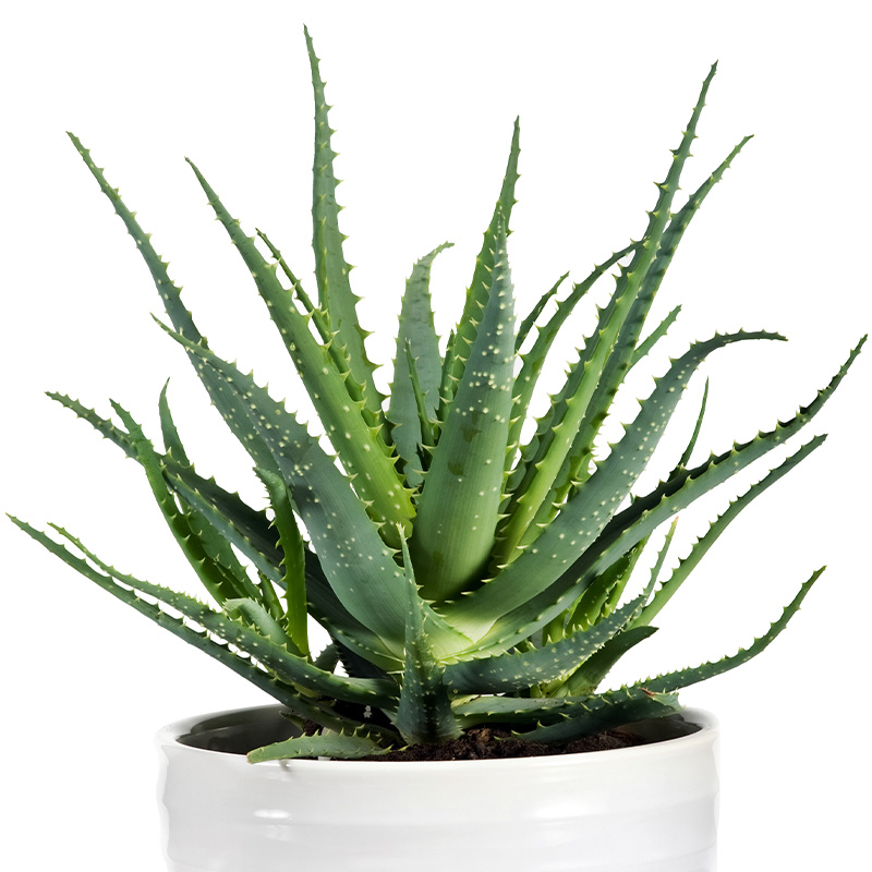 Aloe