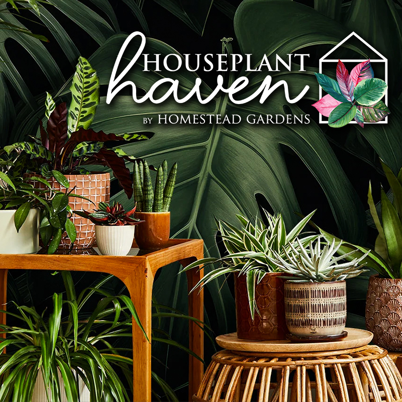 Houseplant Haven