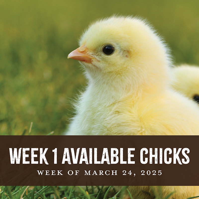 Week 1 Chicks