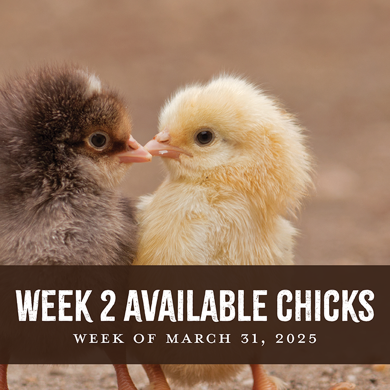 Week 2 Chicks