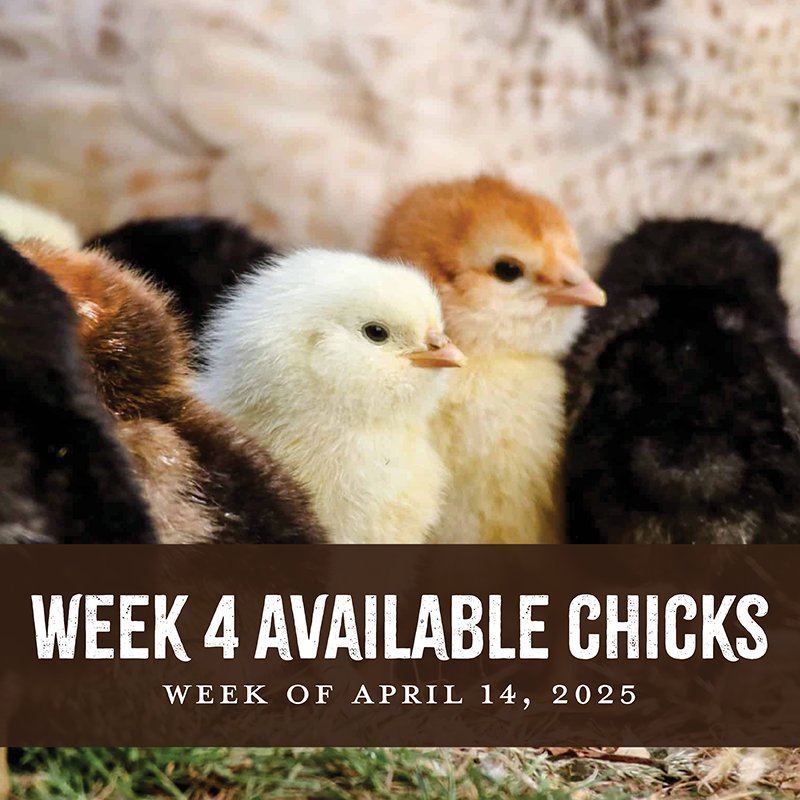 Week 4 Chicks