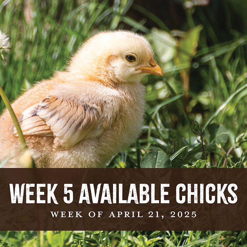 Week 5 Chicks