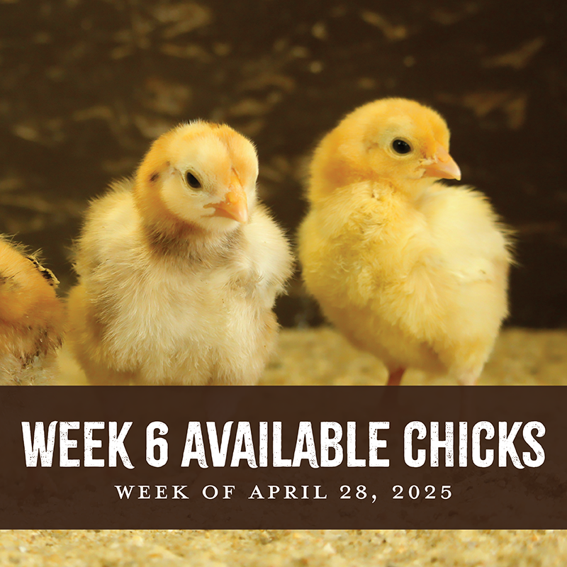 Week 6 Chicks