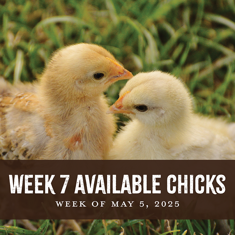 Week 7 Chicks