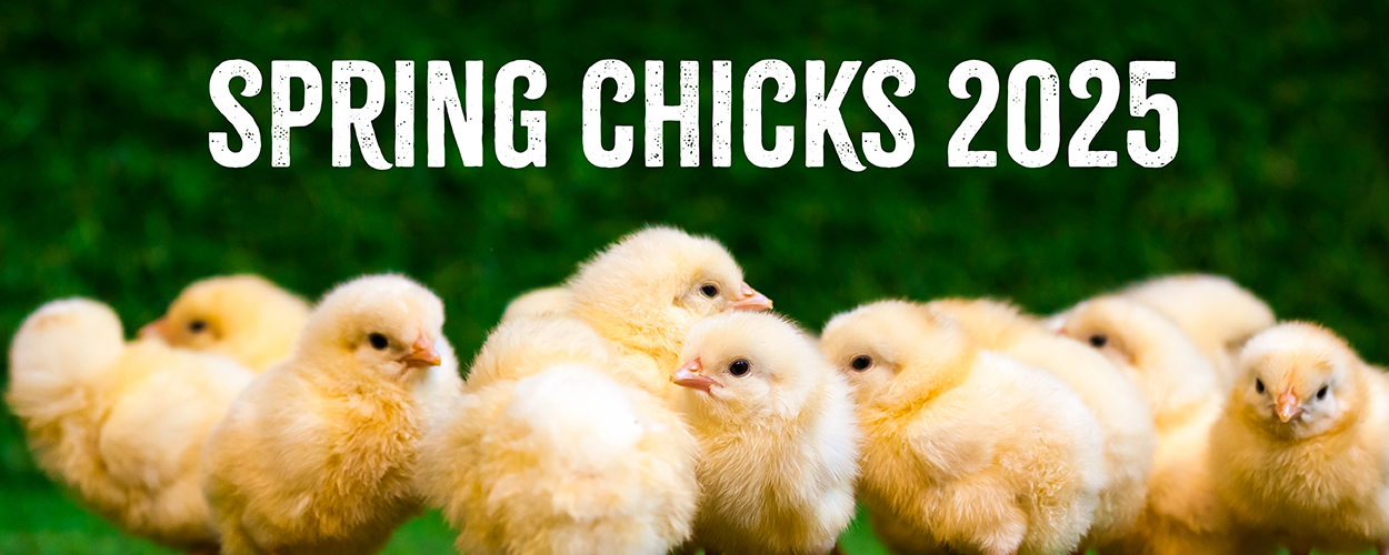 Spring 2025 Chicks