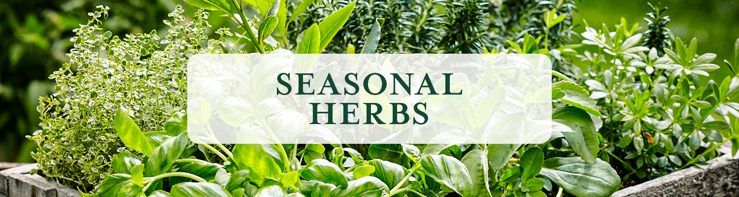 Seasonal Herbs