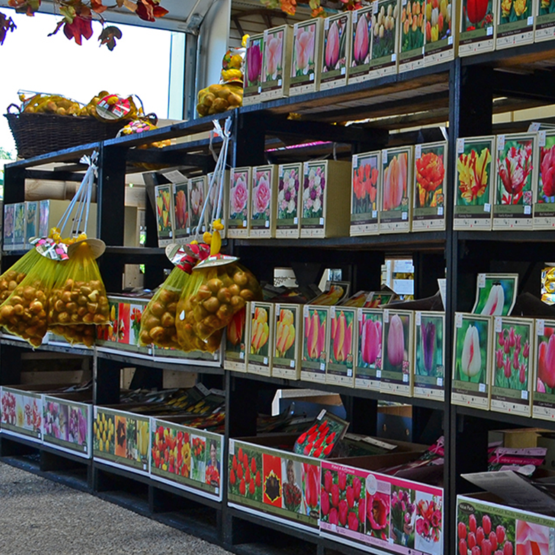 Summer Flowering Bulbs