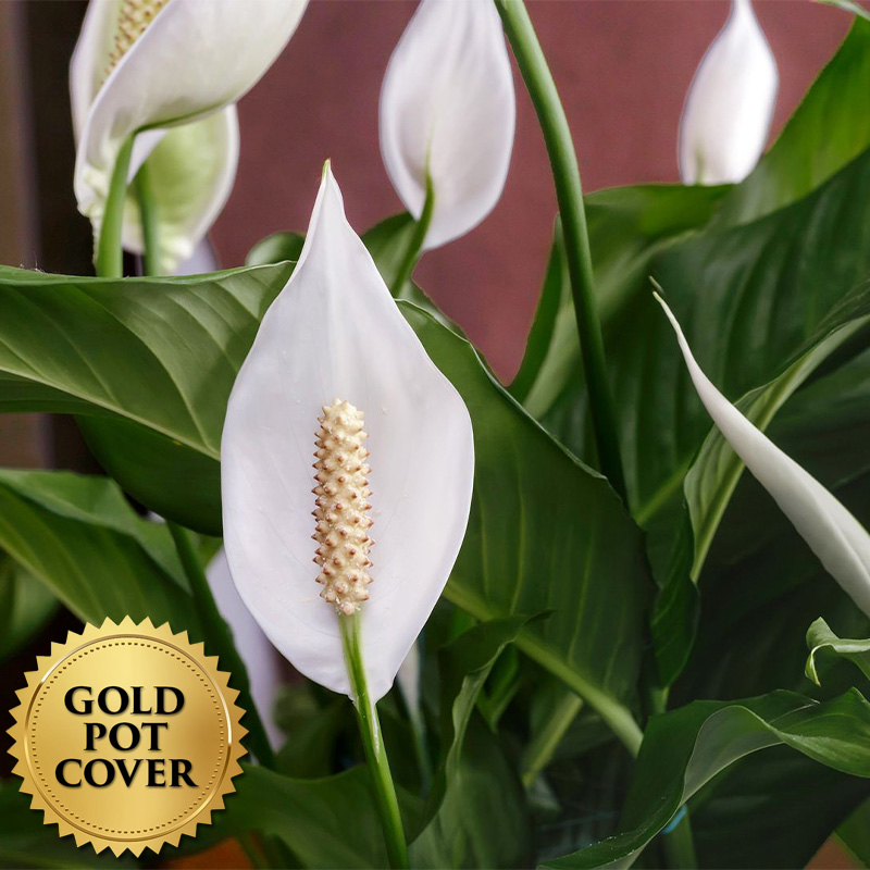 Peace Lily 8" w/ Gold Pot Cover (each)